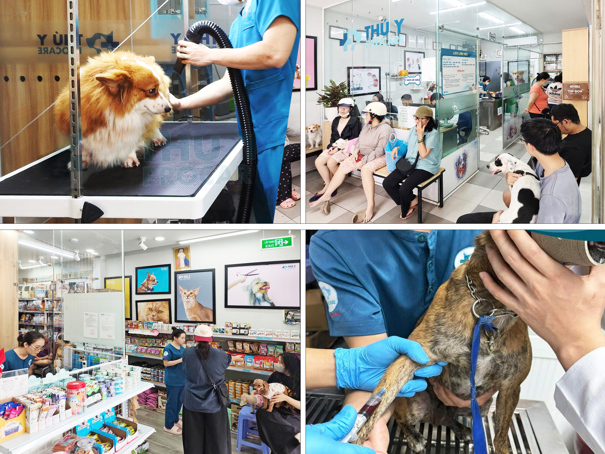 thi-cong-benh-vien-thu-y